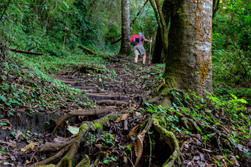 ascension al volcan San Pedro 3020 m. parque ecológico del volcán San Pedro, lago de Atitlán,departamento de Sololá , República de Guatemala, América Central