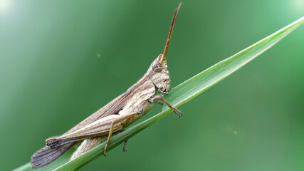 grasshopper climbing a blade of grass, macro photo. Small insect with long antennas and powerful legs for jump, nature photo in the tropical forest of Koh Lanta, Thailand