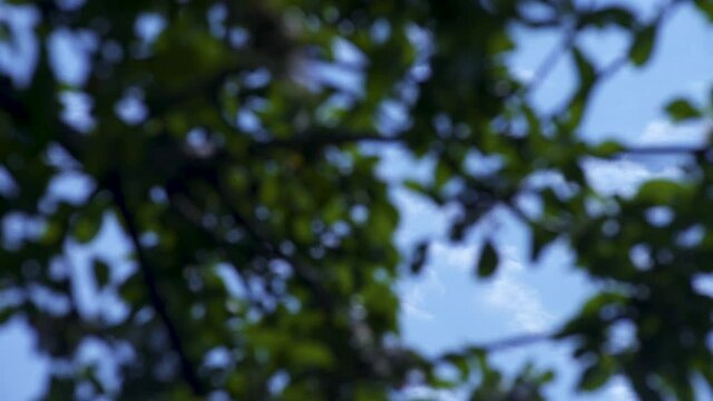 Looking up at single fighter aircraft traveling in blue sunny sky day through green leaves of tree in foreground, handheld pan left