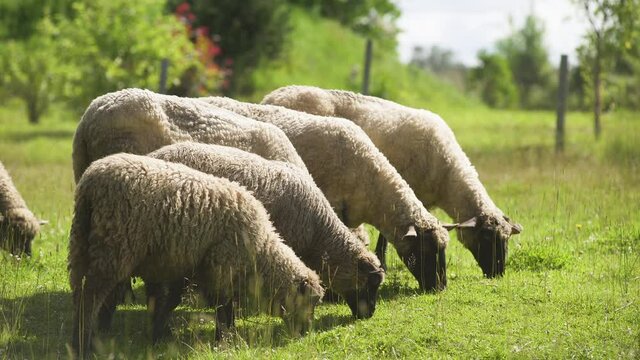 Picturesque farm scene of flock of sheep grazing, eating and mowing green grass together in a row in rural countryside, static close up