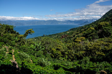 Fototapeta na wymiar campo de cafe, trekking al volcan San Pedro 3020 m. lago de Atitlán,departamento de Sololá , República de Guatemala, América Central