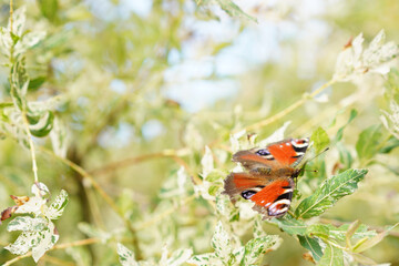 peacock butterfly on the willow in garden