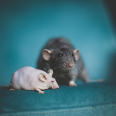 White hairless laboratory mice and fluffy grey rat