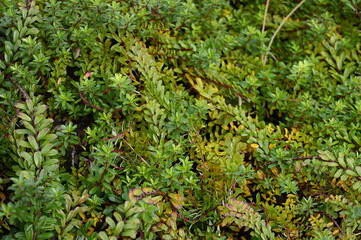 Closeup Salix hylematica know as dwarf willow with blurred background in rock garden