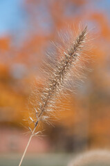 Foxtail grass against orange autumn trees 2