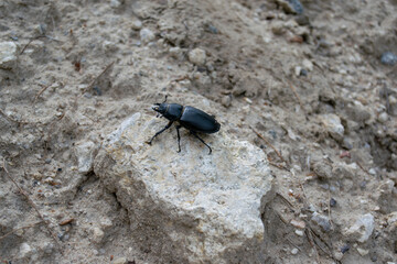 Black bug on a stone lying on grey soul