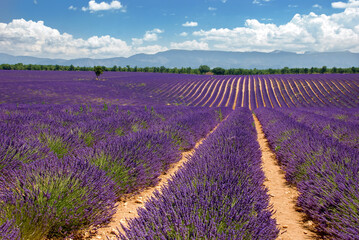 Plakat Lavendelfeld in der Provence, Frankreich
