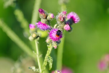 Disteln werden bestäubt
