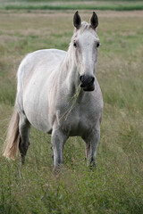 Ein Weißes Pferd steht auf der Weide