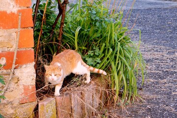 red cat on the street