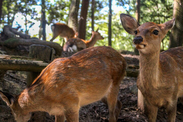 何かを見つけた鹿