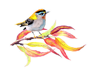 Bird at autumn branch with red and yellow leaves. Watercolor