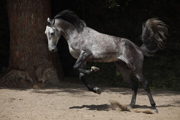 Andalusian horse galloping near the stable at the rest