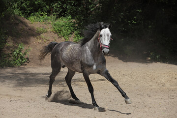 Fototapeta na wymiar Andalusian horse galloping near the stable at the rest
