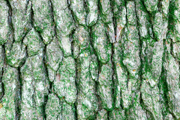 Tree background showing the color wood close-shot 