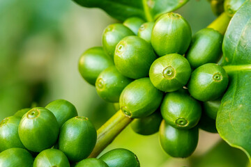 Macro view of green arabica coffee berries growing on its tree