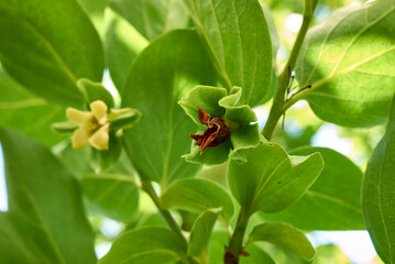 Diospyros kaki
