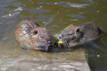Myocastor coypus nutria large herbivorous semiaquatic rotent eating leaves