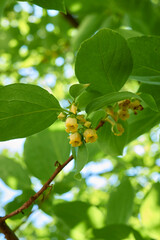 Diospyros kaki