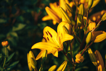 Obraz premium Beautiful yellow lily in the garden outdoors, lily blossom, spring time, nature bloom