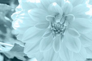 Obraz premium Macro of Garden Dahlia flower blossom in the park (Dahlia hybrid, Compositae) - monochrome style pictures