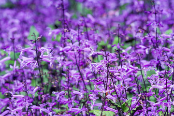 Many of small purple and white flowers blooming in flower garden