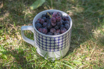 Amelanchier ripened fruits serviceberries in retro ceramic mug, harvested tasty shadbush juneberry in green grass