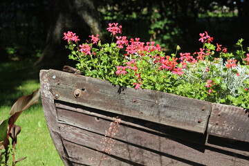 Decorative old boat filled with flowers. Outside flower arrangement made of a wooden boat and colorful pink flowers. Summer in Latvia. 