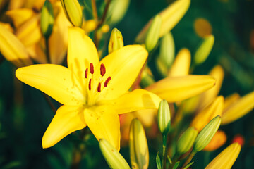 Beautiful yellow lily in the garden outdoors, lily blossom, spring time, nature bloom