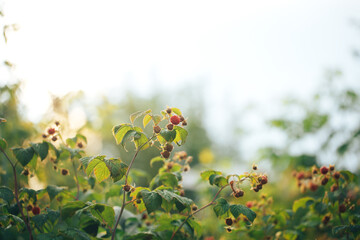 Ripe raspberries hanging on a big bush, vegetarian food, organic food, natural food