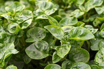 Close-up view, Watercress green leaf vegetables in the soil plot for cooking.