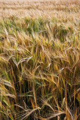 jeczmien zboze pole wies 大麦 