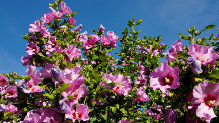 schöner rosa blühender Hibiskus vor tiefblauem Himmel  © globetrotter1