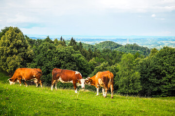 Fototapeta na wymiar Brown mountain cows grazing on an alpine pasture in Slovenia
