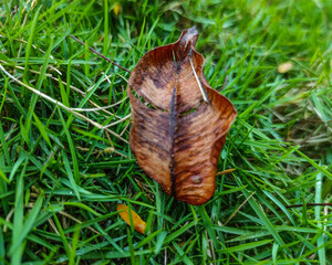 Dry leaf