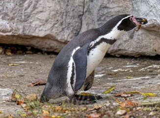 penguin on the rocks