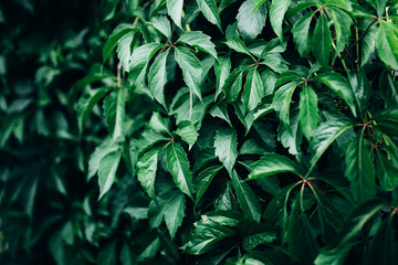 Naklejka na ściany i meble Big green bush with large leaves, beautiful green bush background