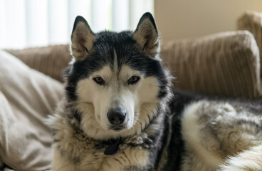 An Adult Male Pure Bred Black and White Siberian Husky called Neo