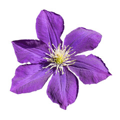 Macro photo clematis flower on white isolated background.