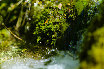 waterfall source pody flora waterfall