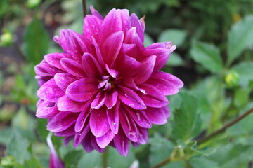 pink and purple flower