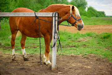 The adult red horse with the blue halter is standing next to the wooden hitching post.