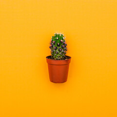 Green cactus in a brown pot on a colored background. Minimal style.