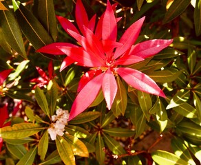 red and yellow flower