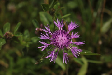 purple knapweed flower