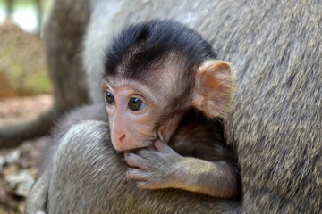 monkey baby