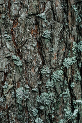 close-up of a large pine trunk, cracked rough thick tree bark. pattern abstraction, forest