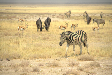 
animals in the savannah