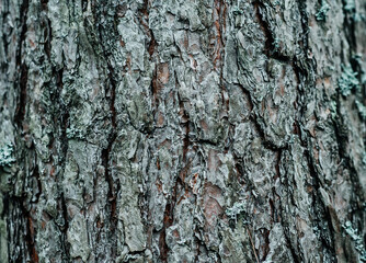 close-up of a large pine trunk, cracked rough thick tree bark. pattern abstraction, forest