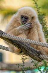 Obraz premium Young Gibbon
